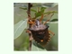 Chinche de bosque<br />(Pentatoma rufipes)