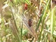 Chinche de campo común<br />(Spilostethus pandurus)
