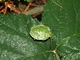Chinche de escudo verde<br />(Palomena prasina)