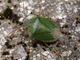 Chinche de escudo verde<br />(Palomena prasina)