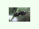 Chinche de la col<br />(Eurydema oleraceum)