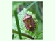 Chinche de la fresa<br />(Dolycoris baccarum)