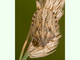 Chinche de las gramíneas<br />(Eurygaster maura)