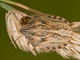 Chinche de las gramíneas<br />(Eurygaster maura)