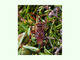 Chinche de las piñas<br />(Leptoglossus occidentalis)