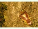 Chinche del espino rojo<br />(Acanthosoma haemorrhoidale)