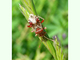 Chinche hedionda de Gmelin<br />(Rhopalus subrufus)