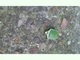 Chinche verde de campo<br />(Nezara viridula)