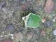 Chinche verde de campo<br />(Nezara viridula)