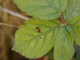 Chinita<br />(Hippodamia variegata)