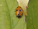 Chinita<br />(Hippodamia variegata)