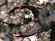 Ciervo volante<br />(Lucanus cervus)