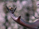 Ciervo volante<br />(Lucanus cervus)