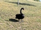 Cisne negro<br />(Cygnus atratus)