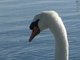 Cisne vulgar<br />(Cygnus olor)