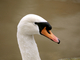 Cisne vulgar<br />(Cygnus olor)