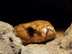 Cobra de El Cabo<br />(Naja nivea)