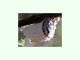Cochinilla acanalada<br />(Icerya purchasi)