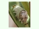 Cochinilla acanalada<br />(Icerya purchasi)