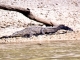 Cocodrilo americano<br />(Crocodylus acutus)