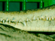 Cocodrilo de aguja de África occidental<br />(Mecistops cataphractus)