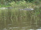 Cocodrilo del Nilo<br />(Crocodylus niloticus)