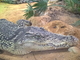 Cocodrilo del Nilo<br />(Crocodylus niloticus)
