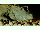 Cocodrilo enano<br />(Osteolaemus tetraspis)