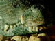 Cocodrilo enano<br />(Osteolaemus tetraspis)