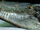 Cocodrilo marino<br />(Crocodylus porosus)