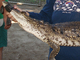 Cocodrilo mexicano<br />(Crocodylus moreletii)