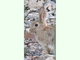 Conejo común<br />(Oryctolagus cuniculus)