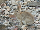 Conejo común<br />(Oryctolagus cuniculus)
