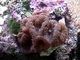 Coral Blastomusa<br />(Blastomussa sp.)