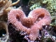 Coral Blastomusa<br />(Blastomussa sp.)
