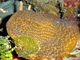 Coral bandeja<br />(Agaricia lamarcki)