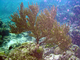 Coral blando Plexaura homomalla<br />(Plexaura homomalla)