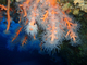 Coral candelabro<br />(Dendrophyllia ramea)