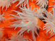 Coral candelabro<br />(Dendrophyllia ramea)