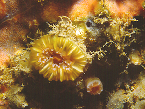 Coral clavel de Smith<br />(Caryophyllia smithi)