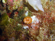 Coral clavel sin adornos<br />(Caryophyllia inornata)
