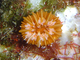 Coral clavel sin adornos<br />(Caryophyllia inornata)