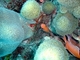 Coral de columnas<br />(Dendrogyra cylindrus)