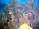 Coral de columnas<br />(Dendrogyra cylindrus)