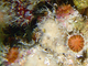 Coral de copa moteada<br />(Rhizosmilia maculata)
