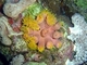 Coral de copa naranja<br />(Tubastrea coccinea)