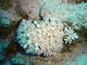 Coral de pólipos pulsantes<br />(Xenia umbellata)