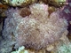 Coral de pólipos pulsantes<br />(Xenia umbellata)