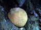 Coral en bola<br />(Platygyra lamellina)