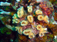 Coral flor<br />(Eusmilia fastigiata)
